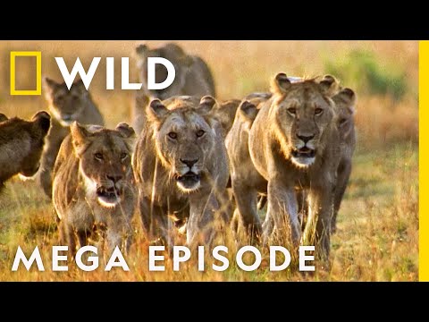 World&#039;s Deadliest MEGA EPISODE | Season 1 Full Episodes | Nat Geo Wild